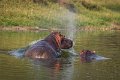 18 Oeganda, Queen Elizabeth NP, nijlpaarden